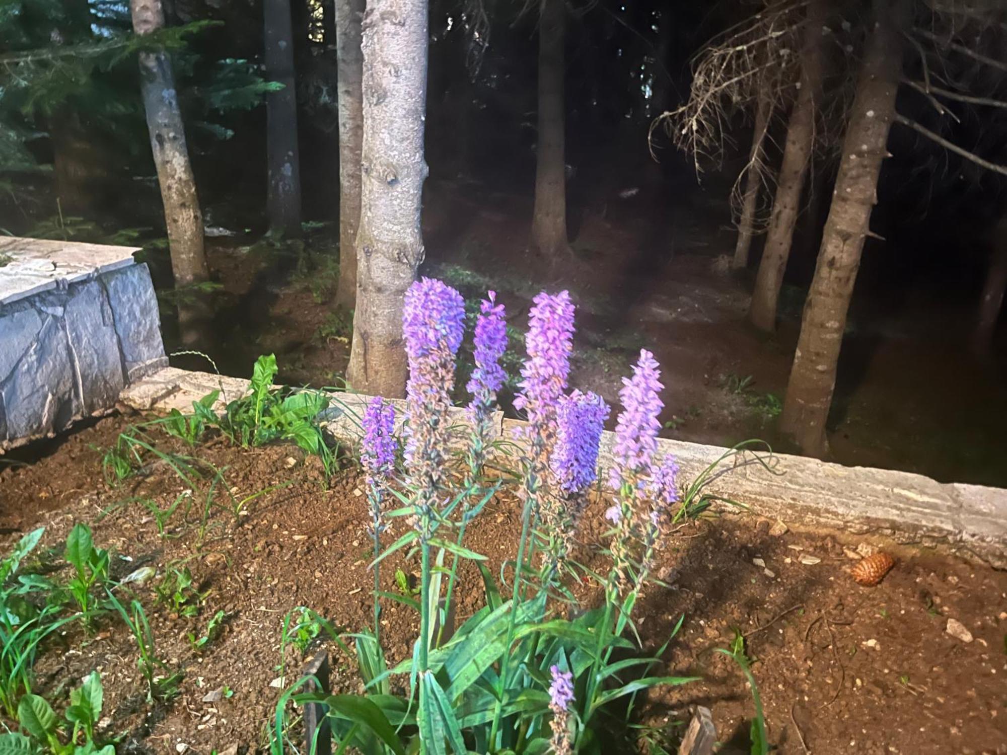 Vila Idila Žabljak Esterno foto